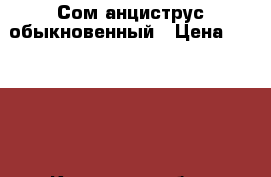 Сом анциструс обыкновенный › Цена ­ 80-100 - Кировская обл., Оричевский р-н, Оричи пгт Животные и растения » Аквариумистика   